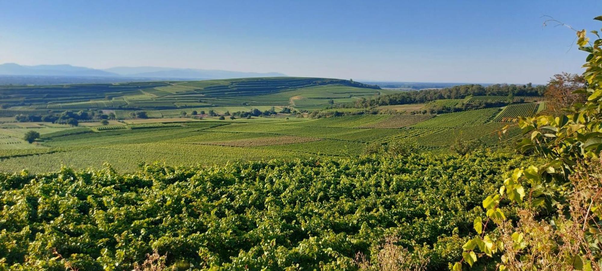 Ferienwohnung Vino9 Vogtsburg Esterno foto