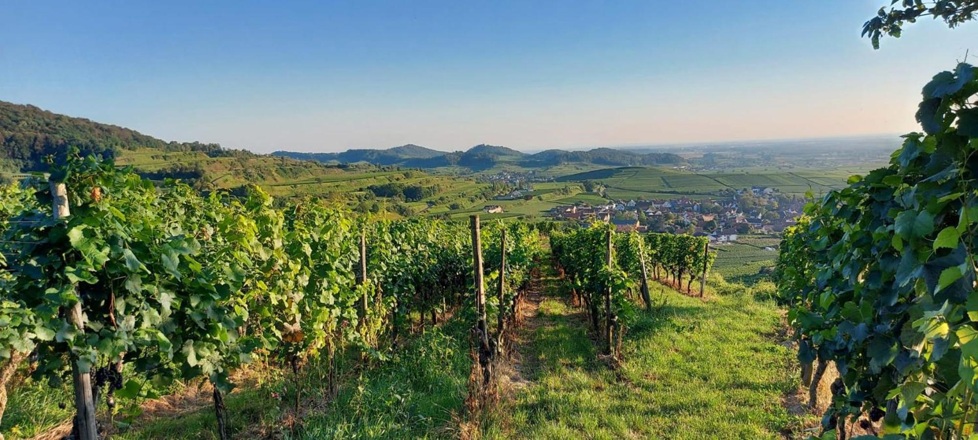 Ferienwohnung Vino9 Vogtsburg Esterno foto