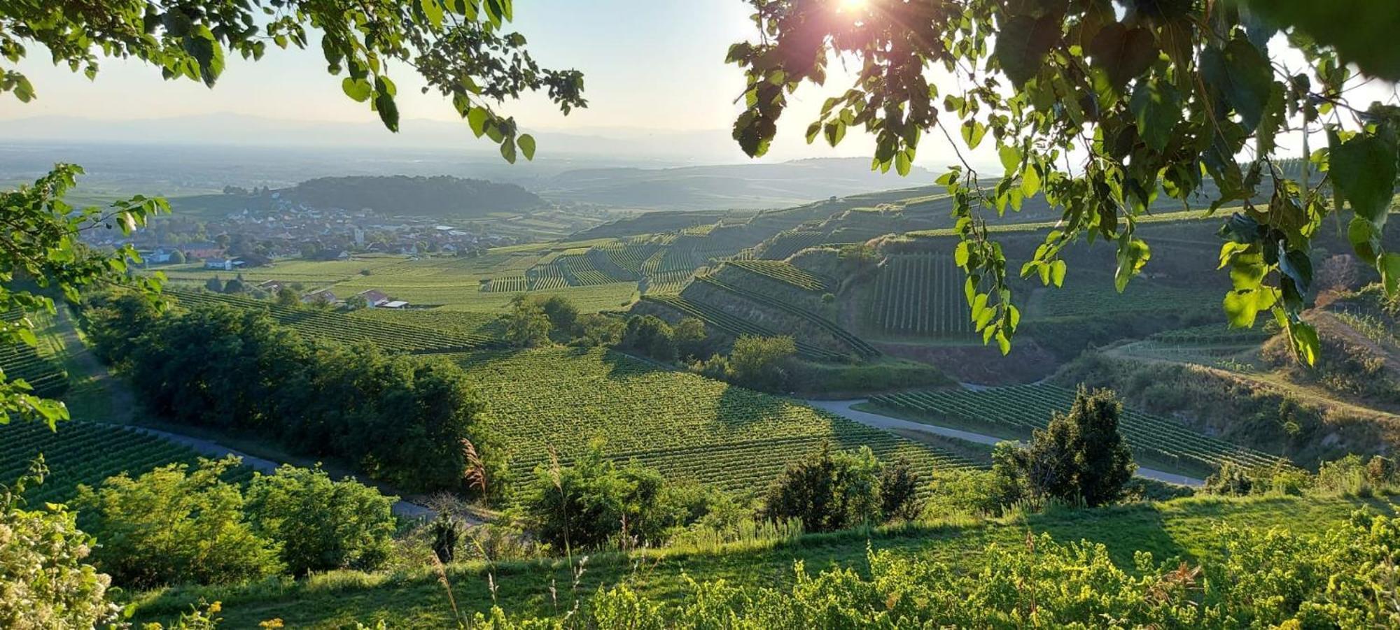 Ferienwohnung Vino9 Vogtsburg Esterno foto