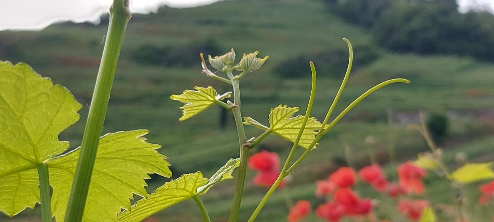 Ferienwohnung Vino9 Vogtsburg Esterno foto